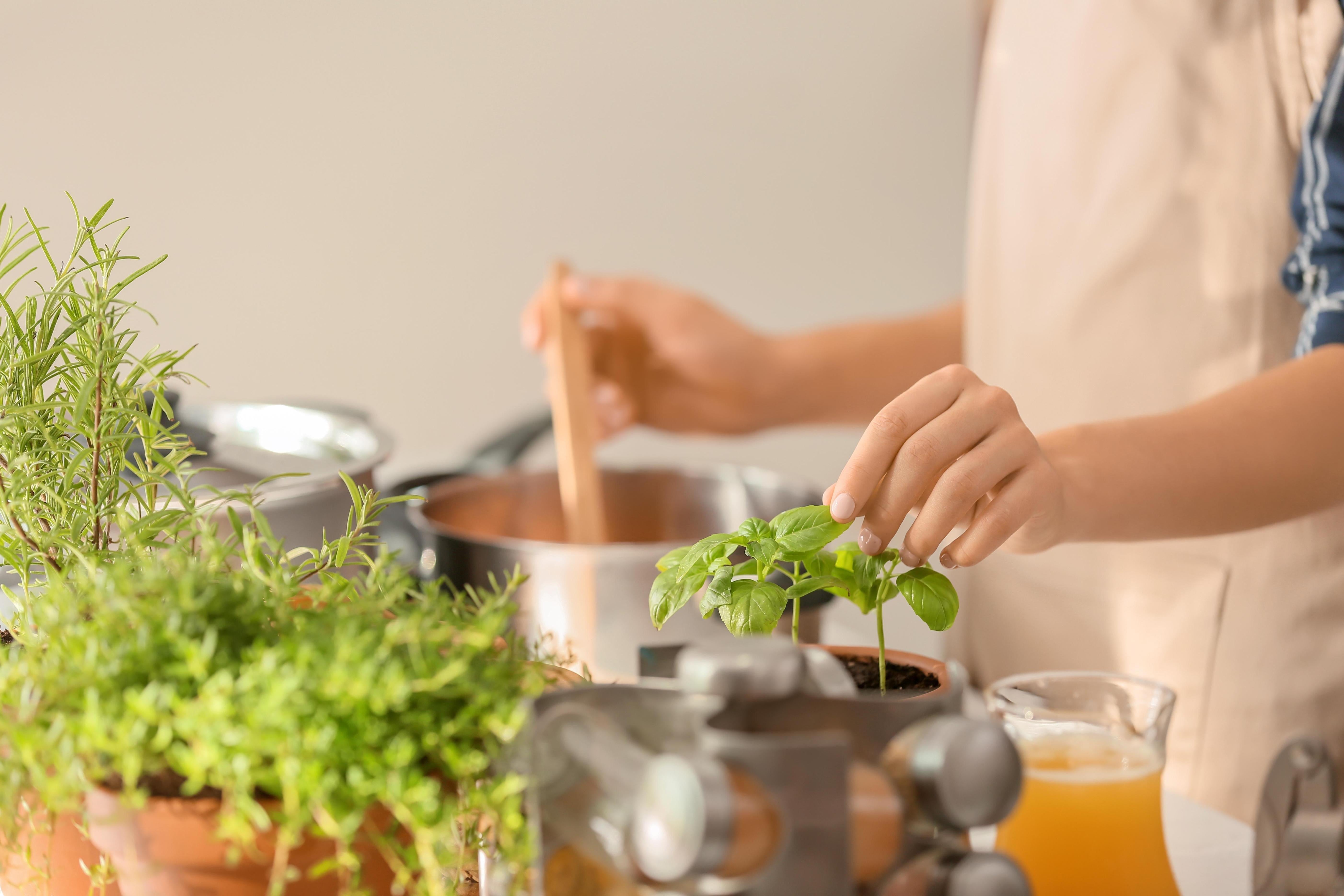 Alles über Kräutergarten Küche