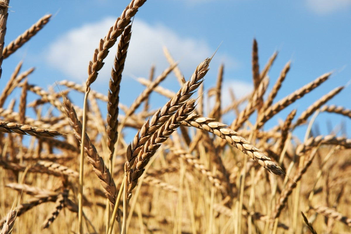 Intolleranza al farro – effetti curativi e utilizzo