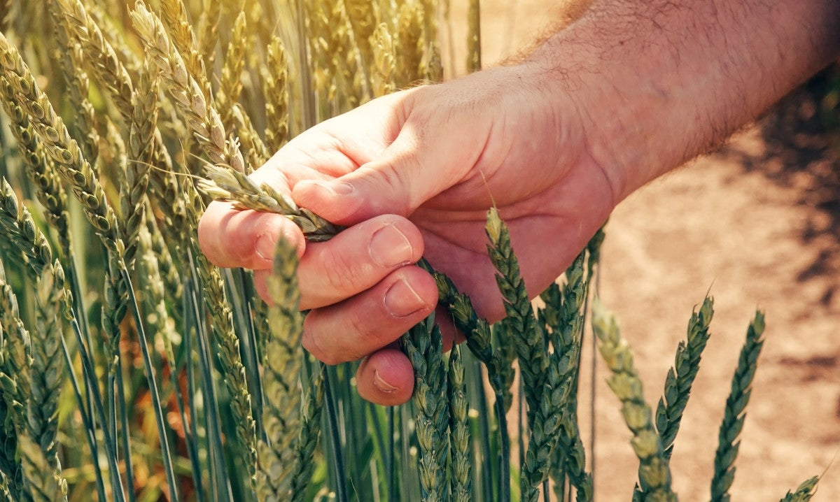 Farro - alimentazione equilibrata