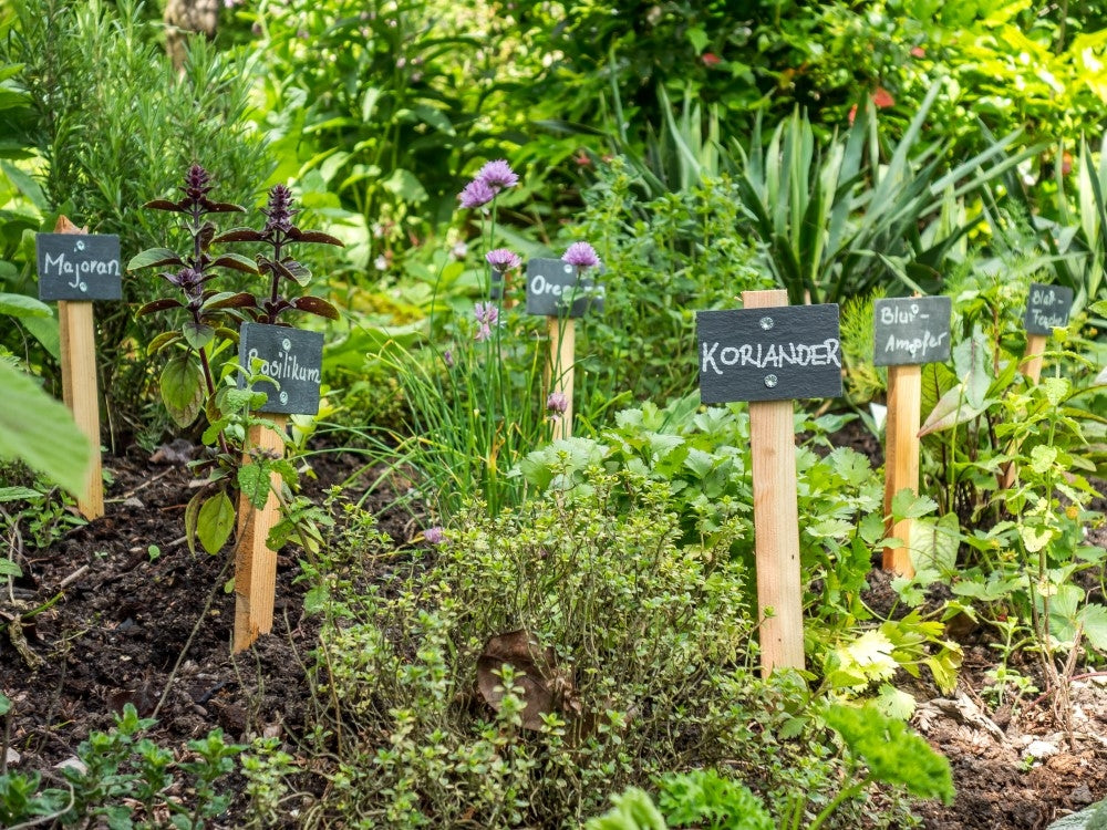 Alles über Gartenkräuter