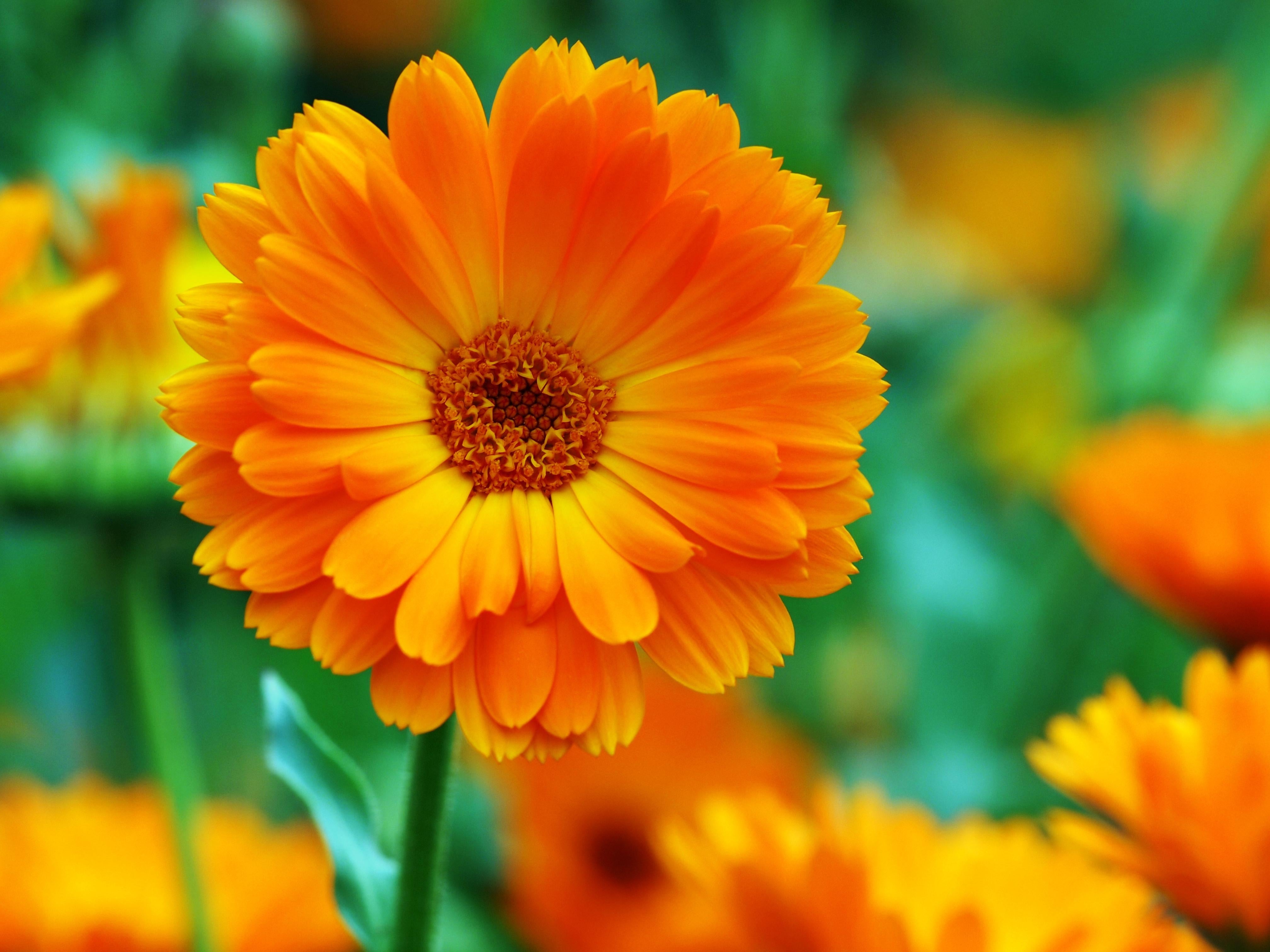 Ringelblume in der Klostermedizin