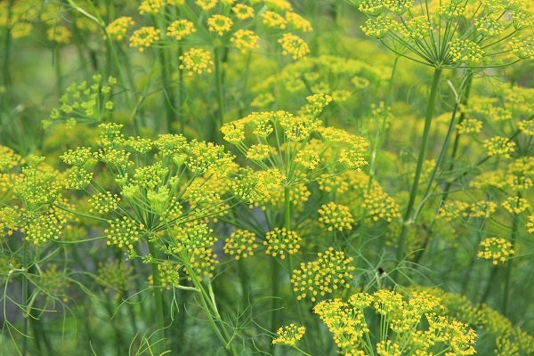 Fenchel – Heilwirkung und Anwendung