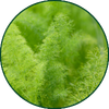Meum athamanticum