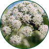 Valeriana