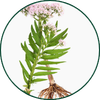 Radice di *Achillea ptarmica*
