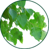 Foglie di betulla