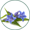 Genziana