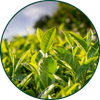 Tè verde