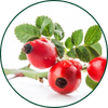 Rosa canina
