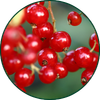 Ribes