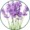 Lavanda