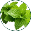 Menta spicata