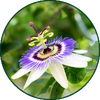 Passiflora