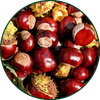 Ippocastano