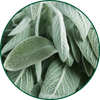 Salvia
