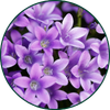 Violette
