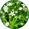 Centocchio